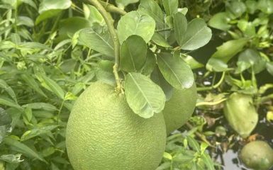 bưởi 15