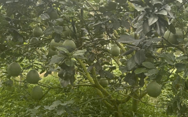 bưởi 16