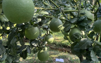bưởi 11