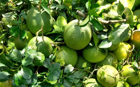 bưởi 8