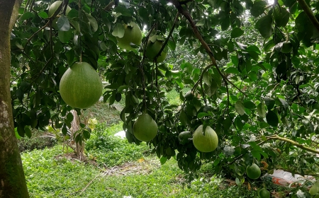 bưởi 12