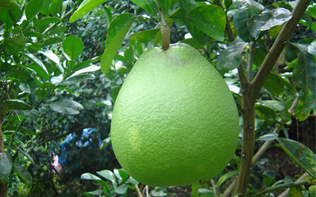 Bưởi 3