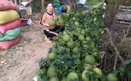 Bưởi 7
