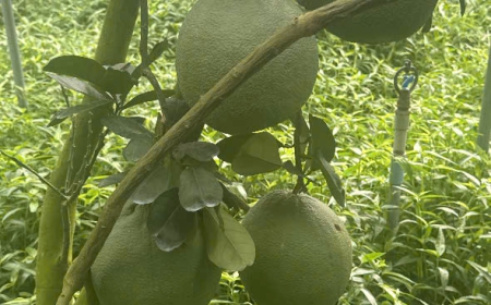 bưởi 13