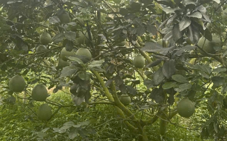 bưởi 16