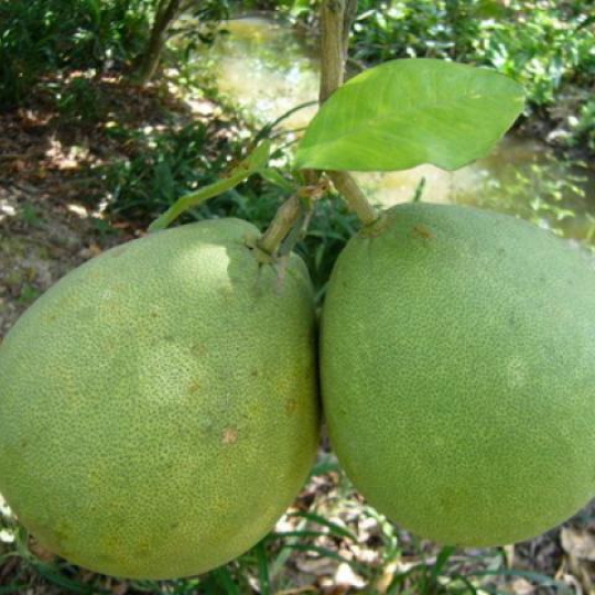 BƯỞI LÔNG